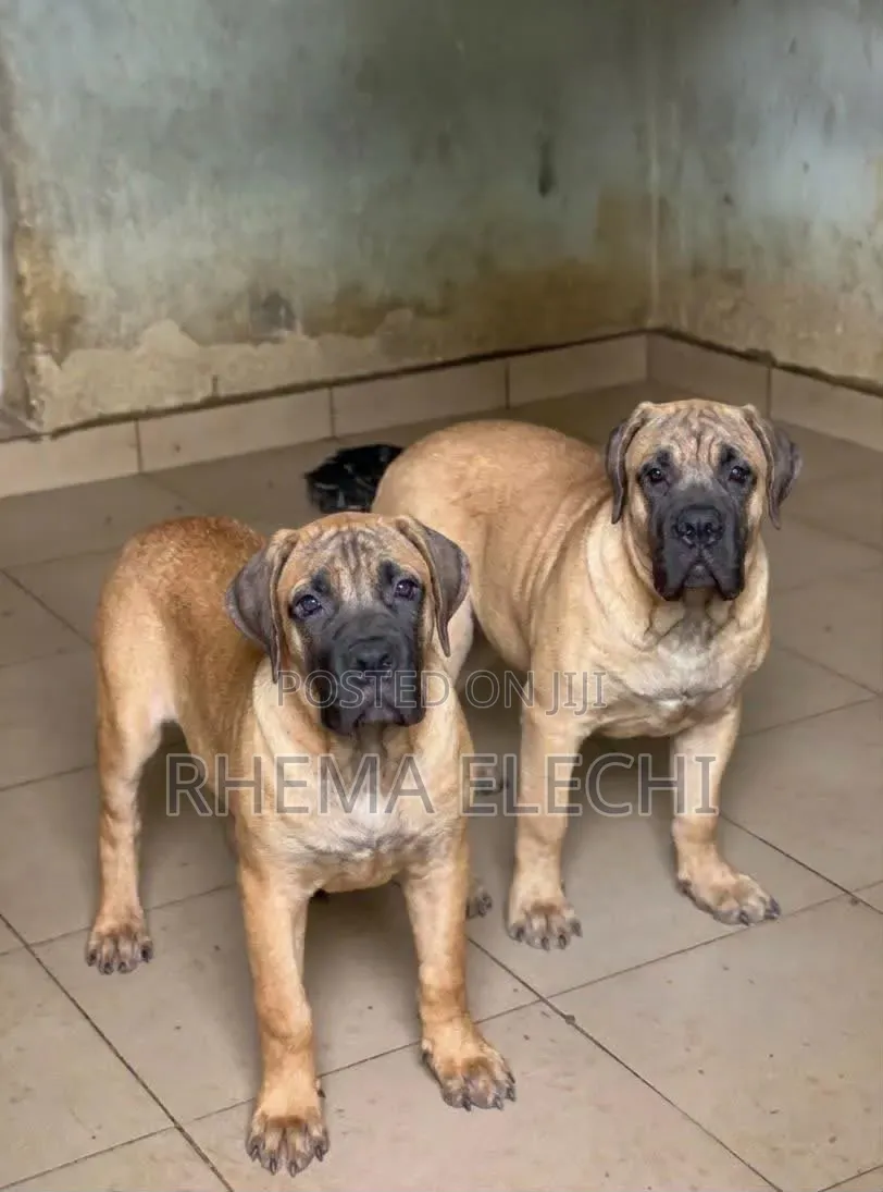 3-6 months Female Purebred Boerboel