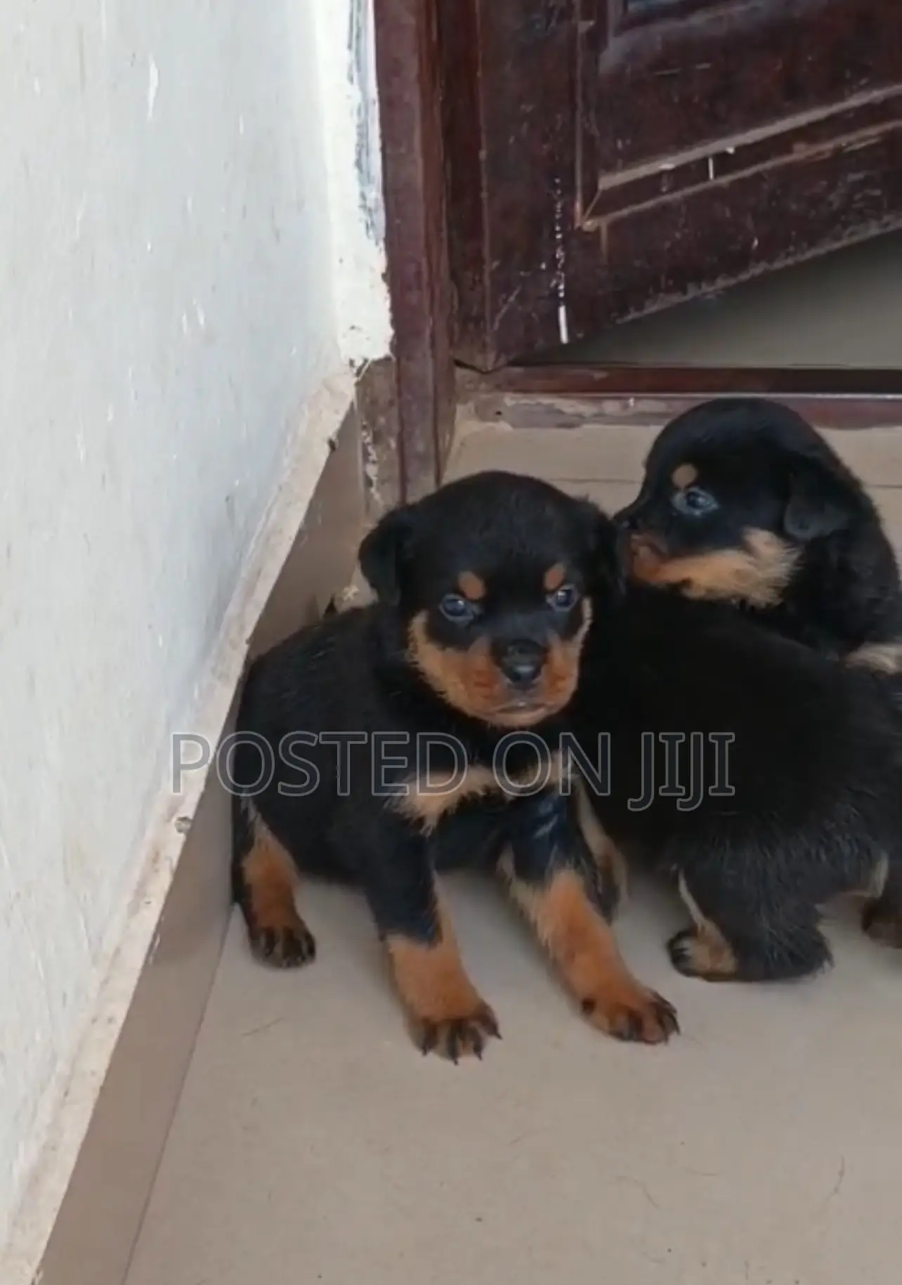 1-3 months Male Purebred Rottweiler