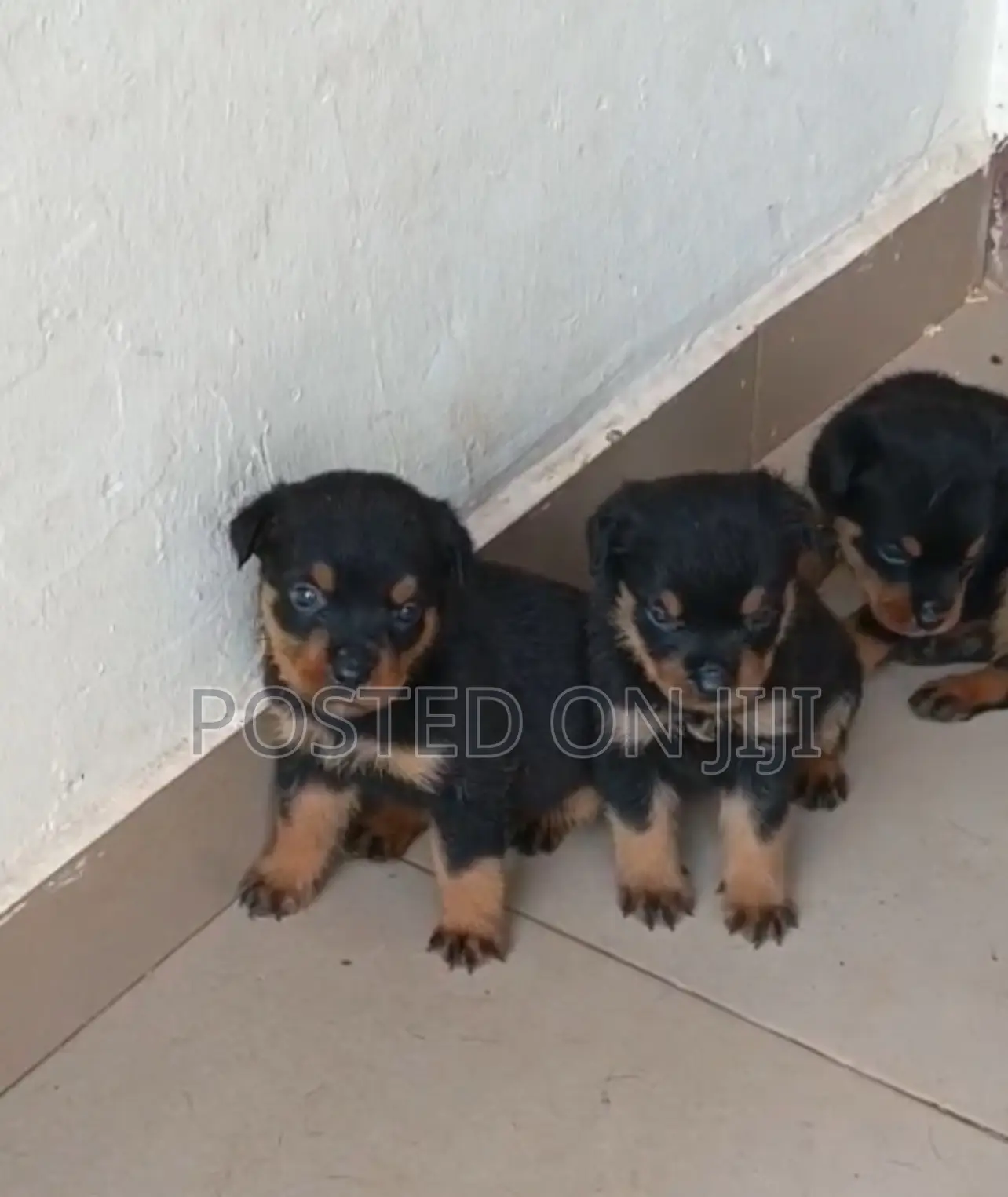 1-3 months Male Purebred Rottweiler