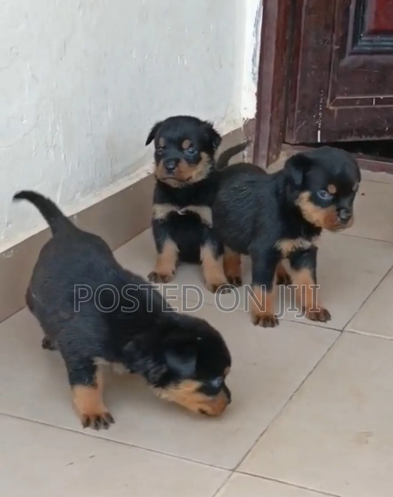 1-3 months Female Purebred Rottweiler