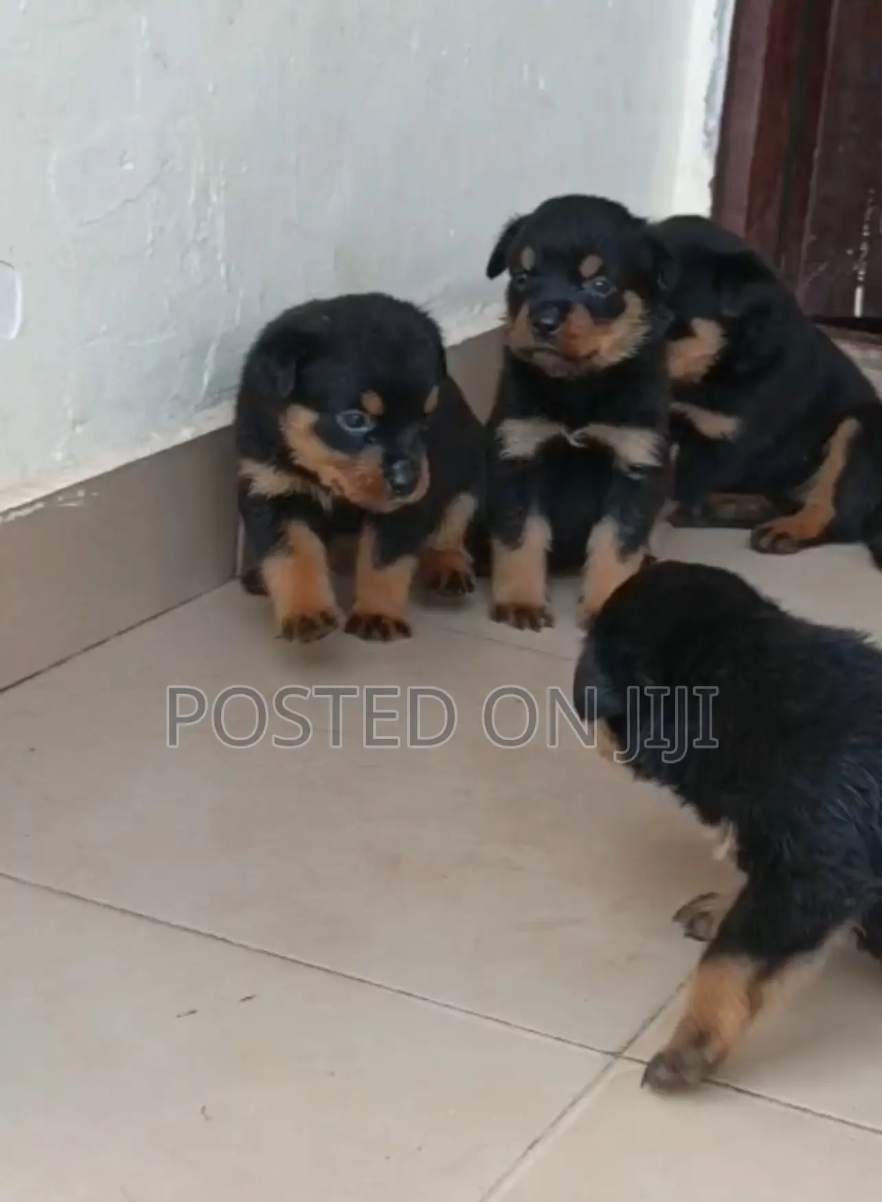 1-3 months Female Purebred Rottweiler