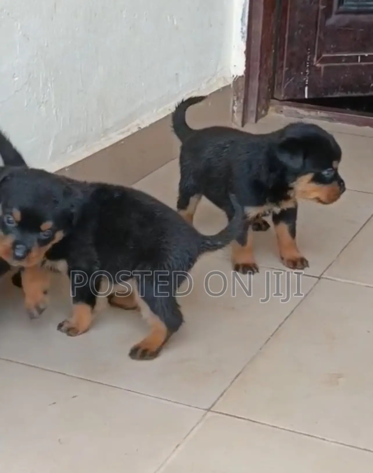 1-3 months Female Purebred Rottweiler