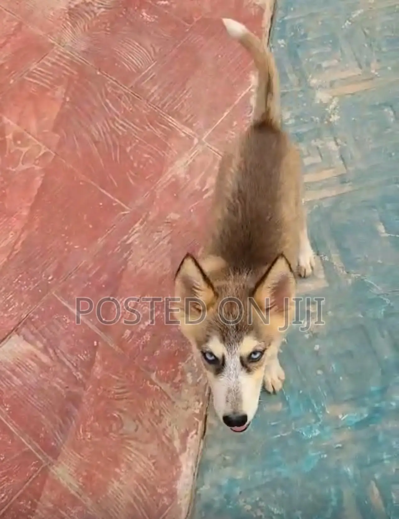 1-3 months Female Purebred Siberian Husky