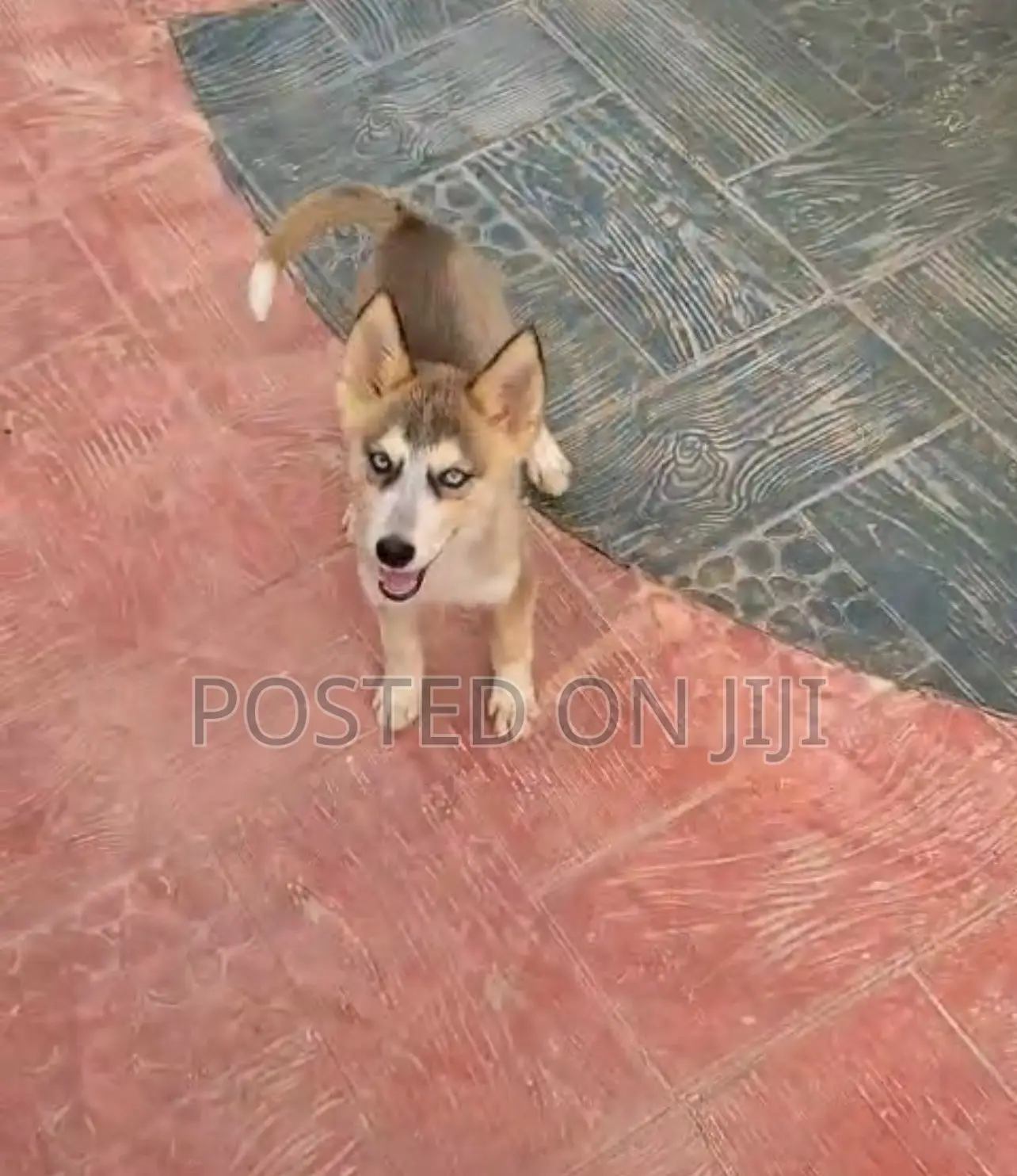 1-3 months Female Purebred Siberian Husky