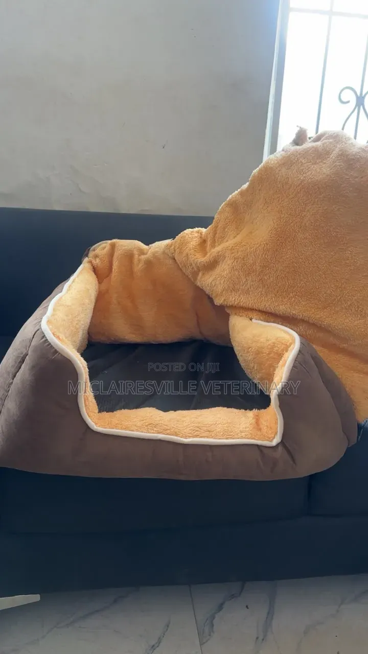 Soft Padded Pet Bed