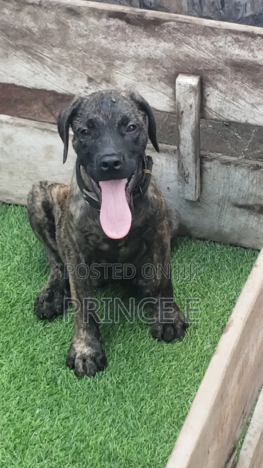 1-3 months Male Purebred Boerboel