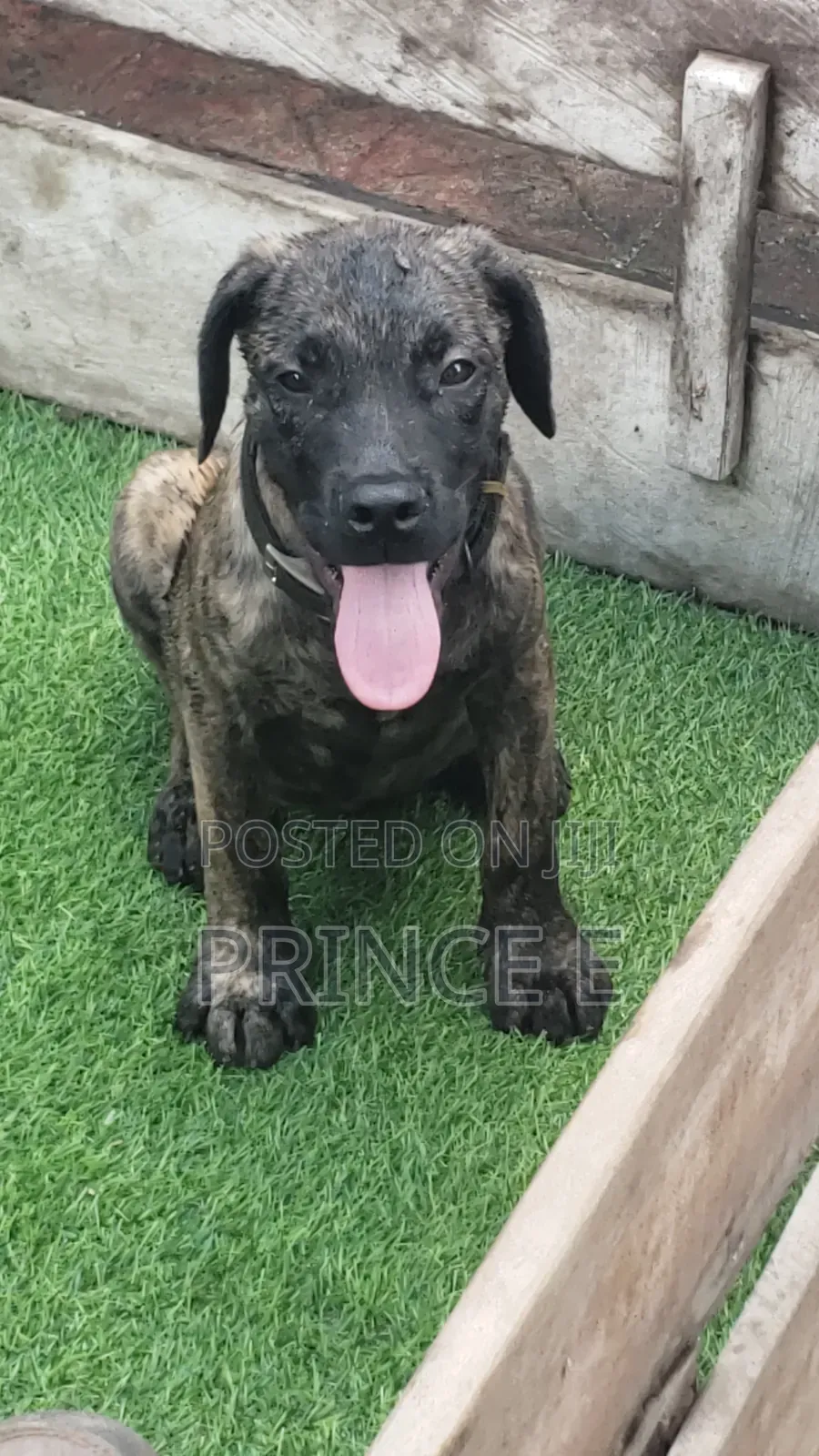 1-3 months Male Purebred Boerboel