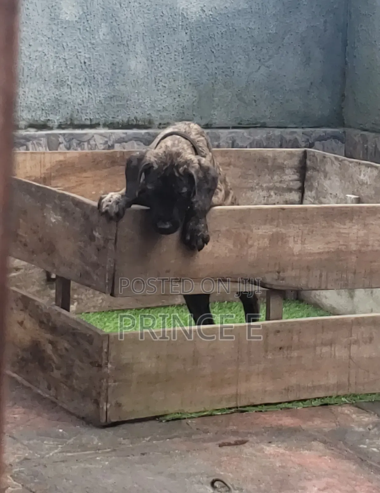 1-3 months Male Purebred Boerboel