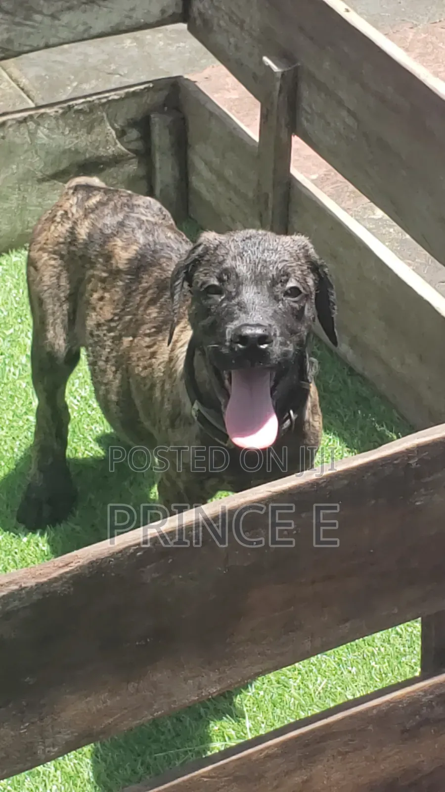 1-3 months Male Purebred Boerboel