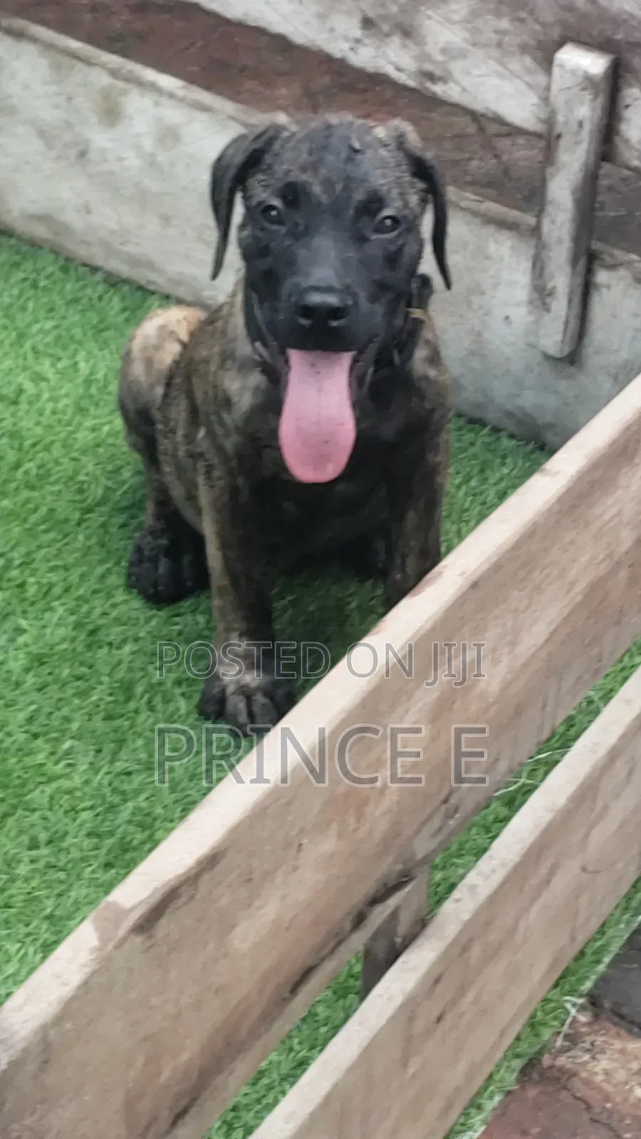 1-3 months Female Purebred Boerboel