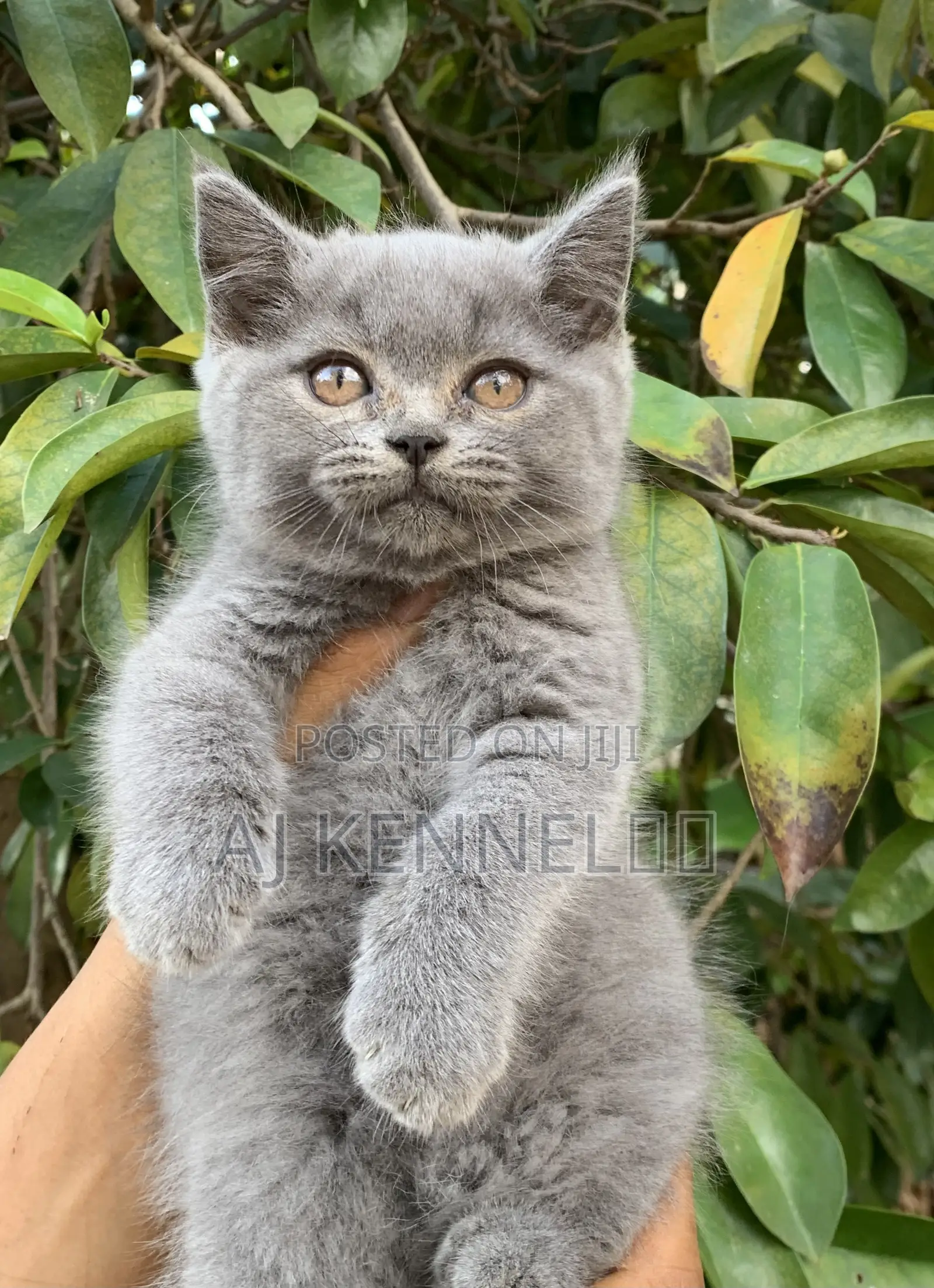 1-3 months Male Purebred British Shorthair