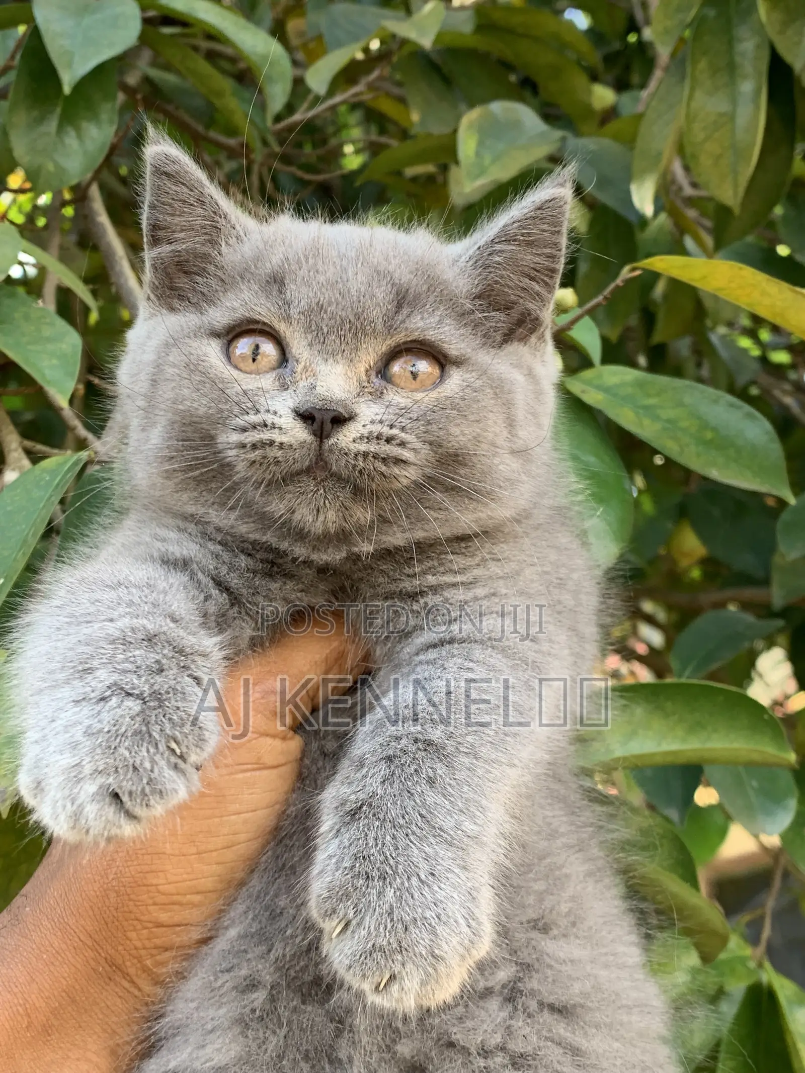 1-3 months Male Purebred British Shorthair
