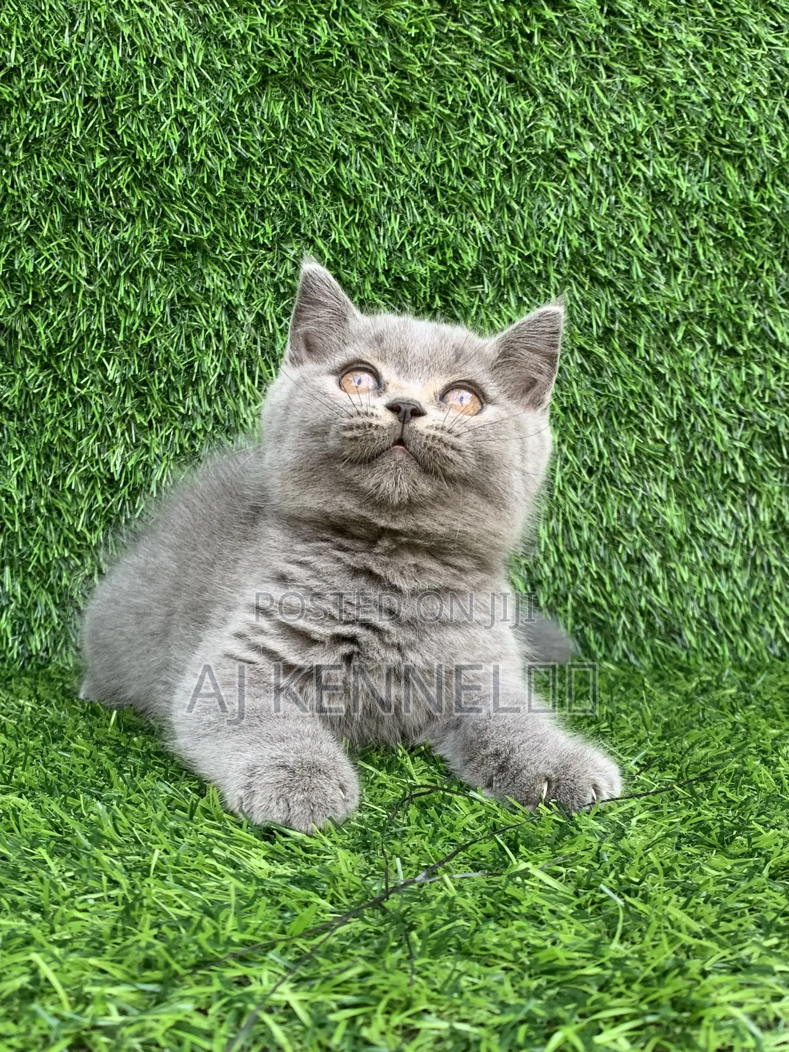 1-3 months Male Purebred British Shorthair