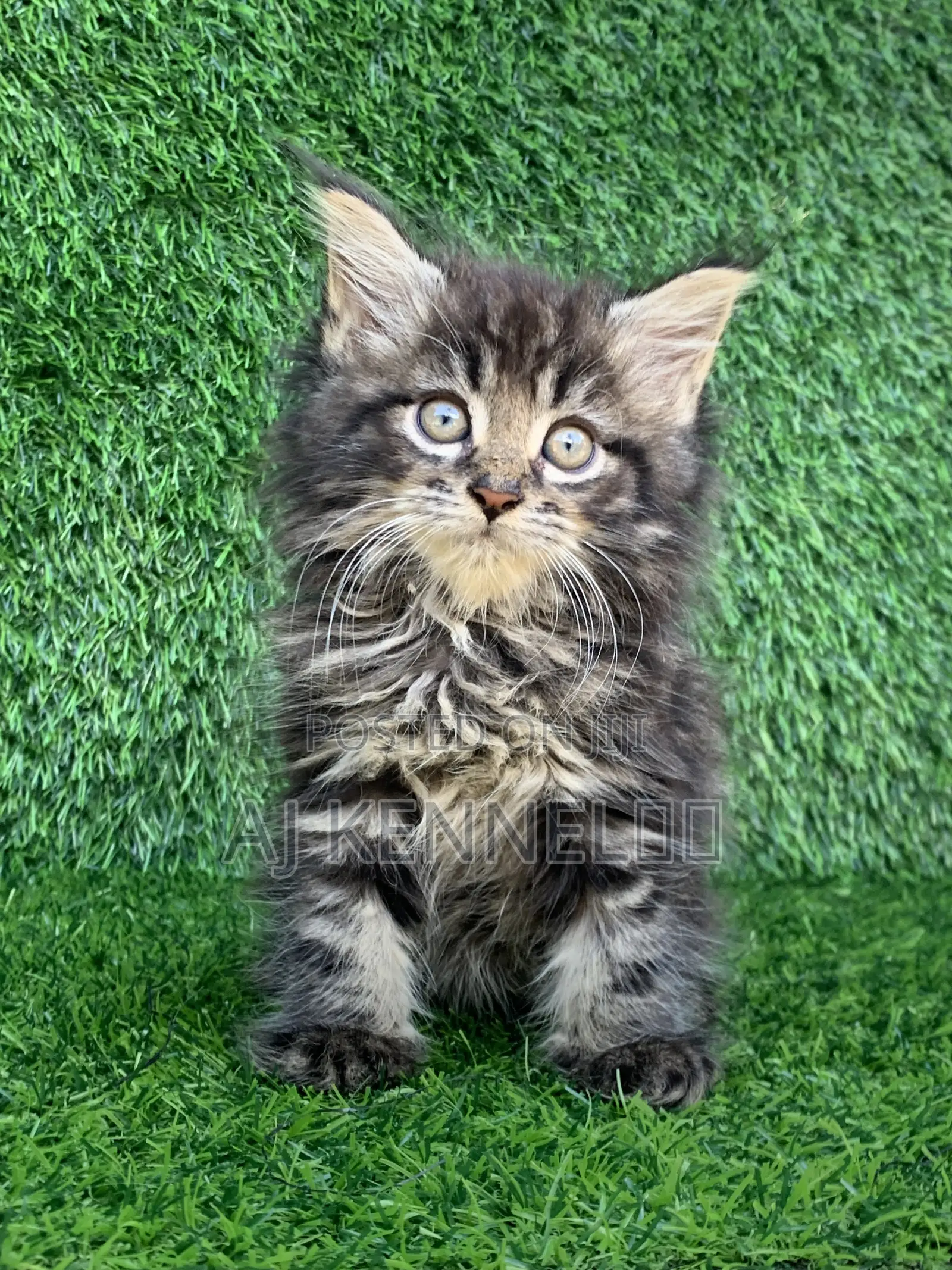 1-3 months Male Purebred Maine Coon