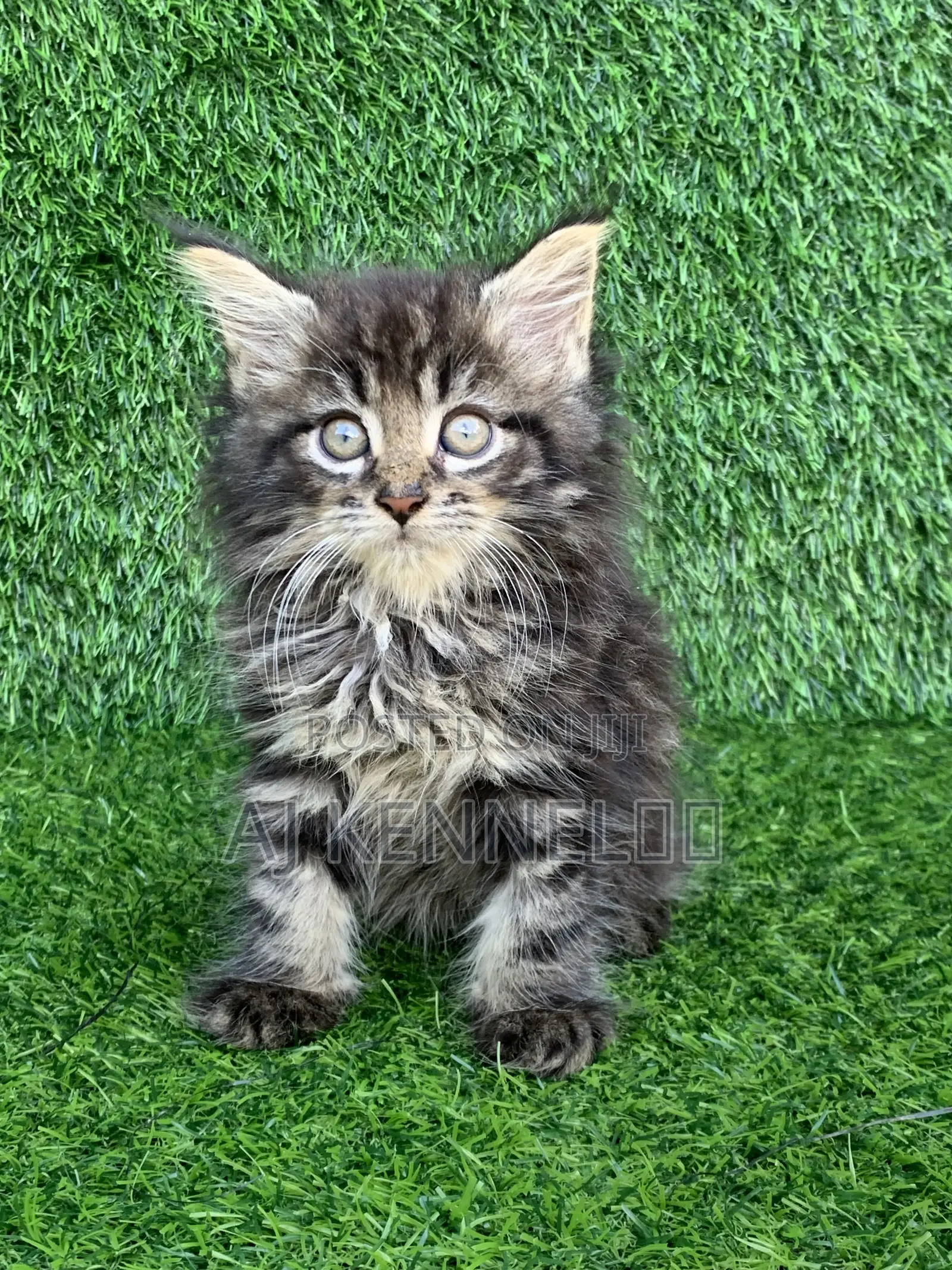 1-3 months Male Purebred Maine Coon