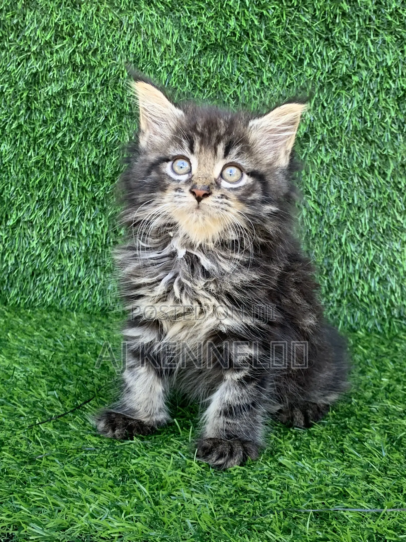 1-3 months Male Purebred Maine Coon
