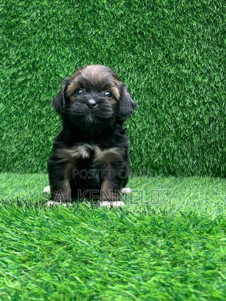 1-3 months Female Purebred Lhasa Apso