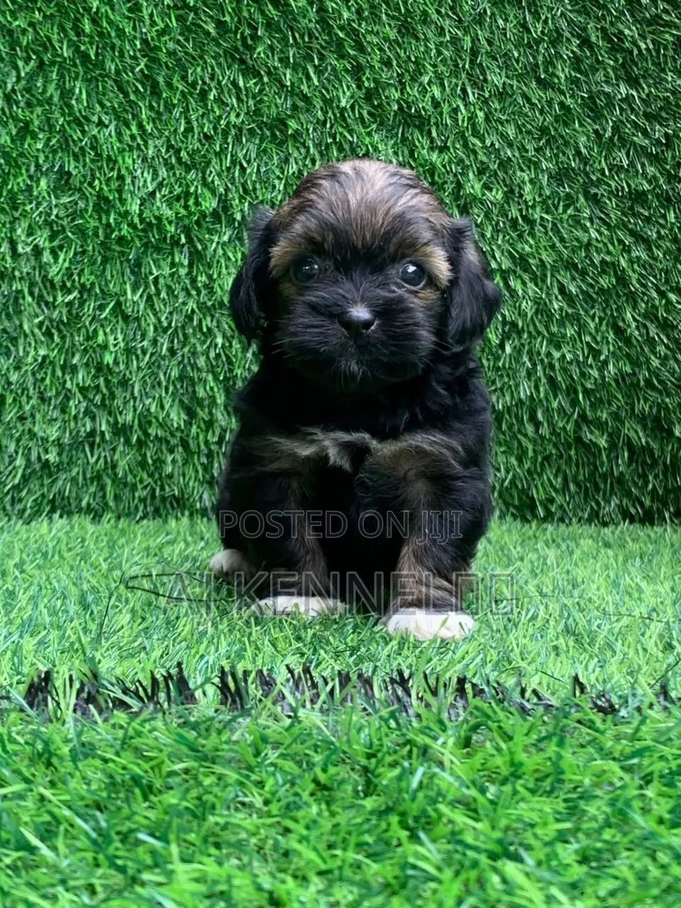 1-3 months Female Purebred Lhasa Apso