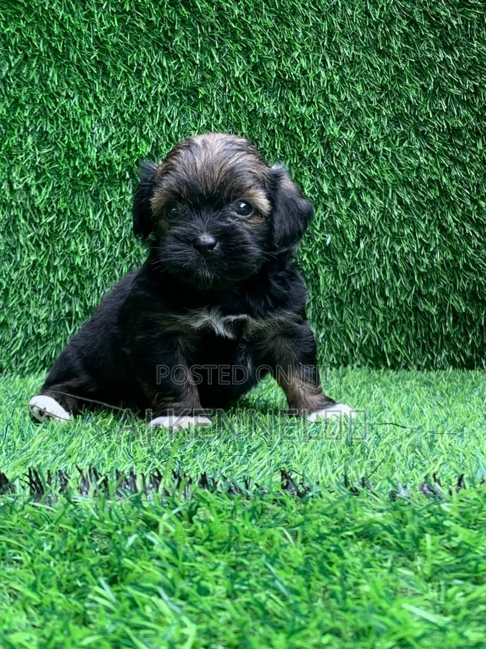 1-3 months Female Purebred Lhasa Apso