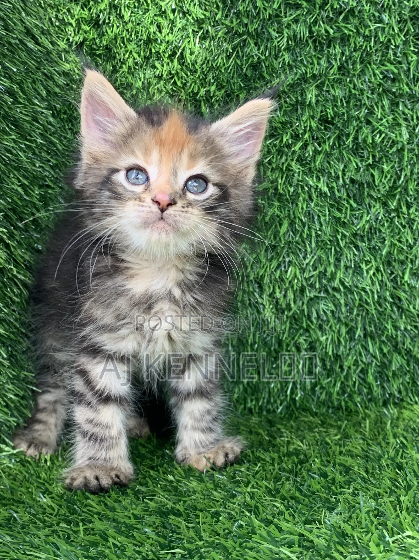 1-3 months Female Purebred Maine Coon