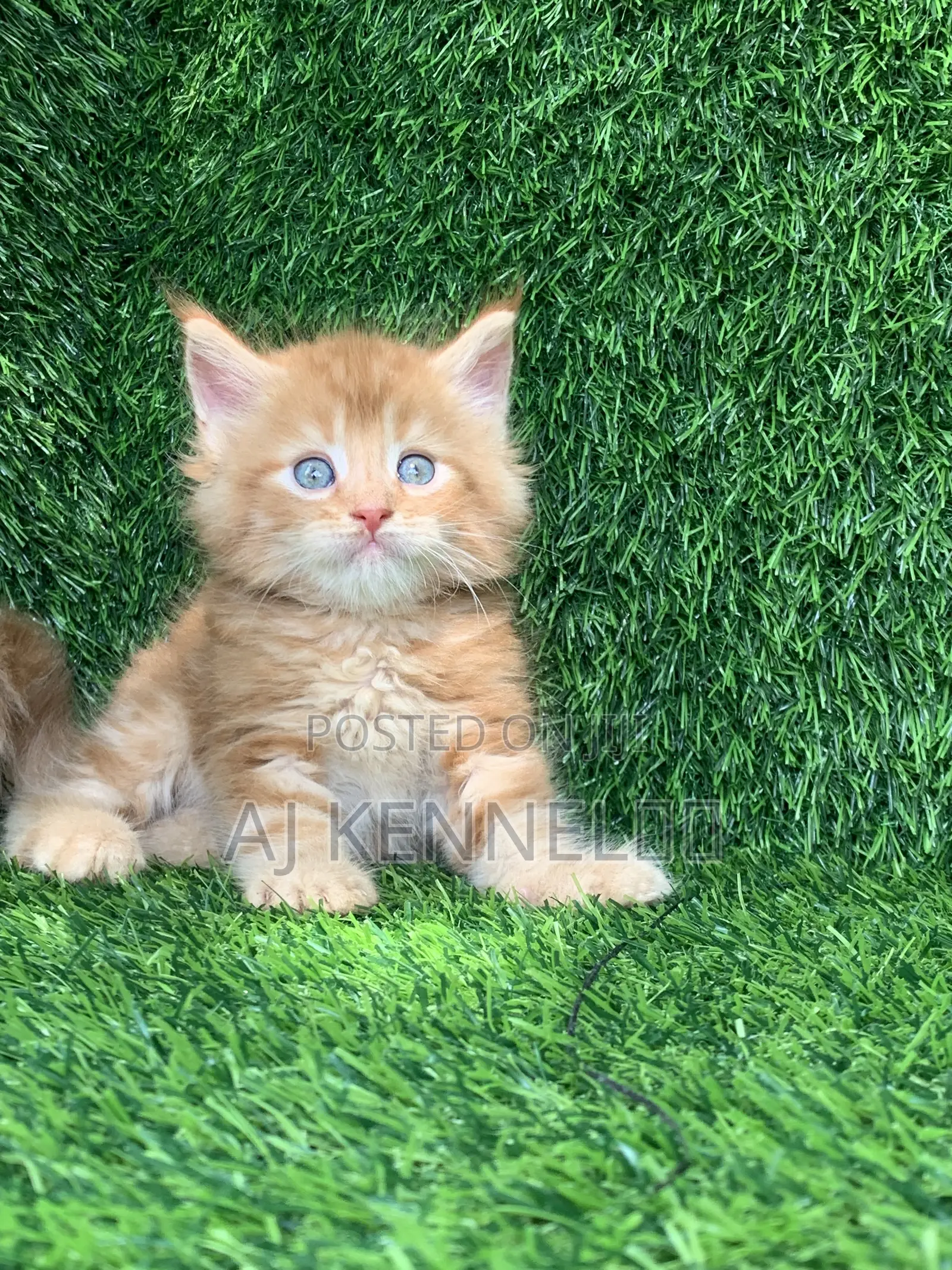 1-3 months Male Purebred Maine Coon