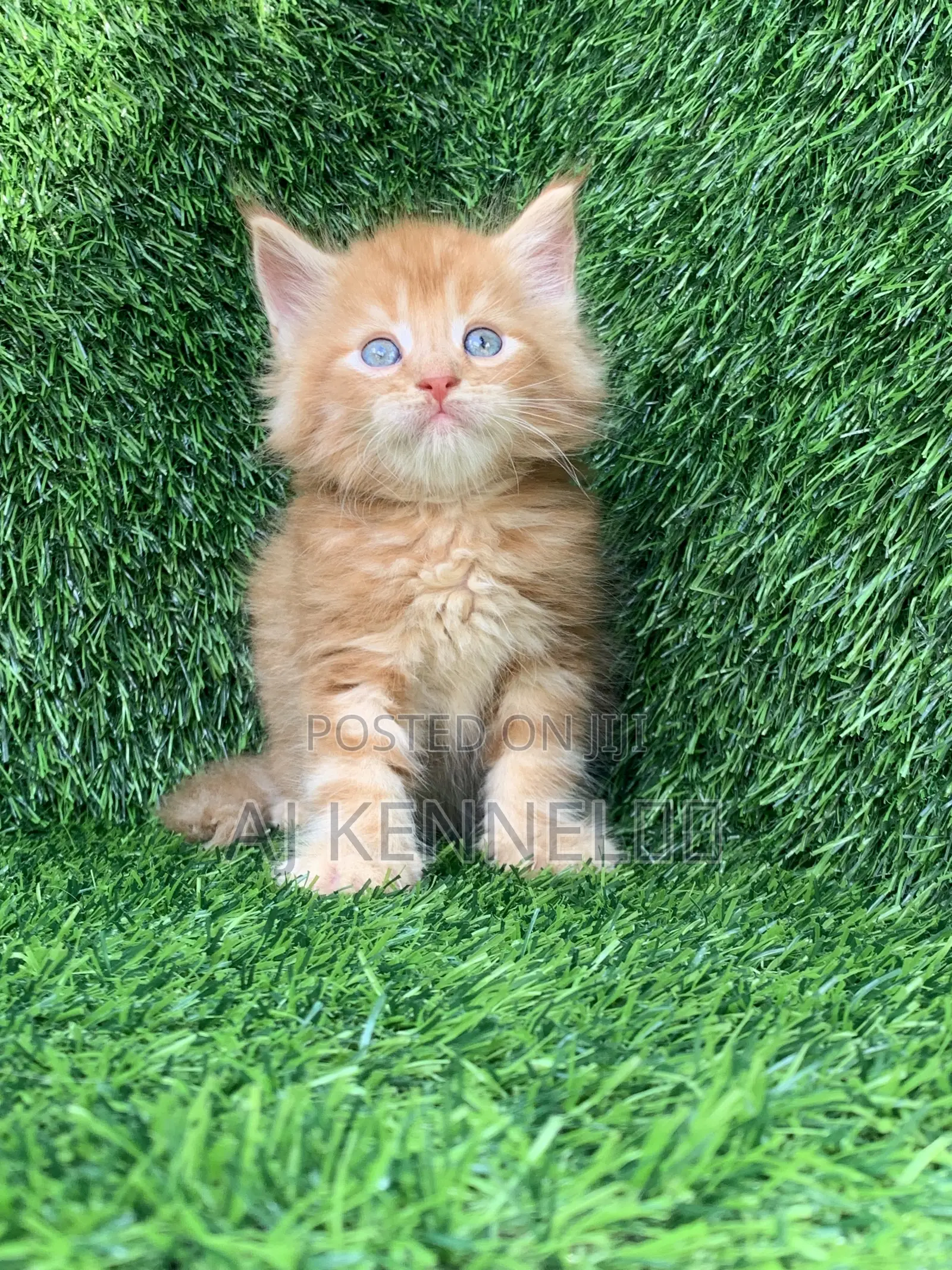 1-3 months Male Purebred Maine Coon