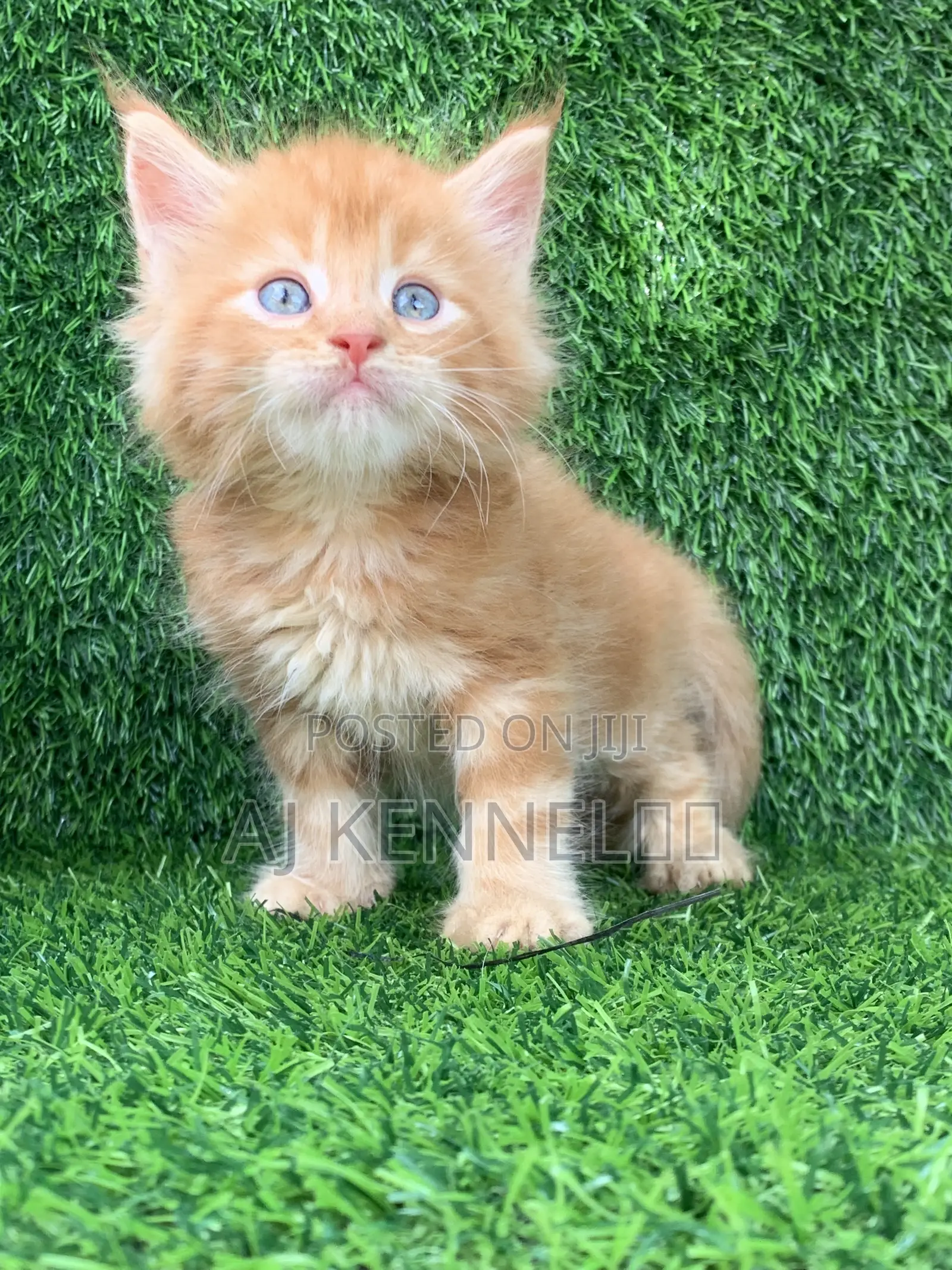 1-3 months Male Purebred Maine Coon