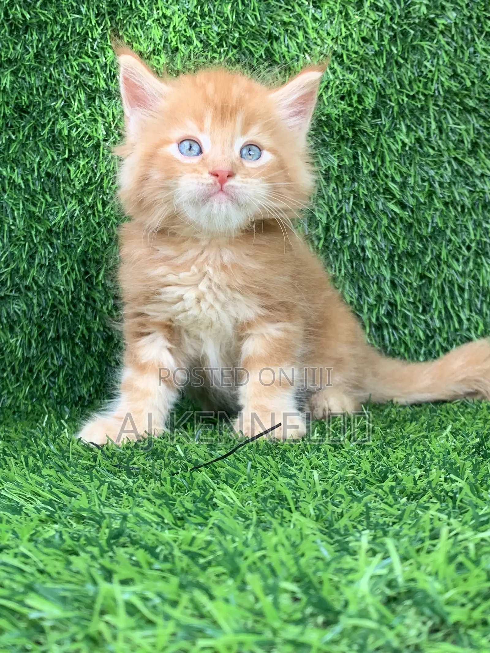 1-3 months Male Purebred Maine Coon