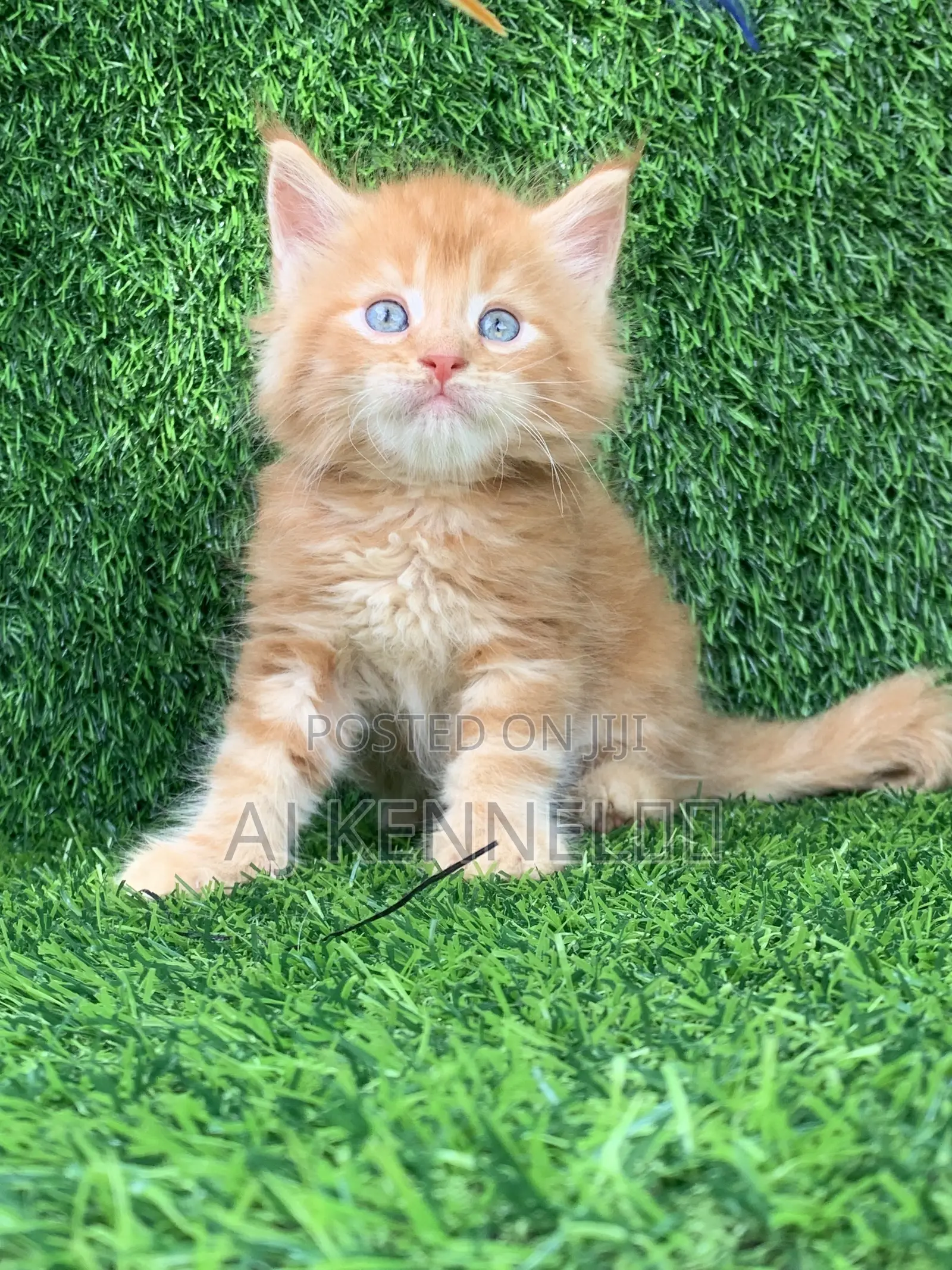 1-3 months Male Purebred Maine Coon