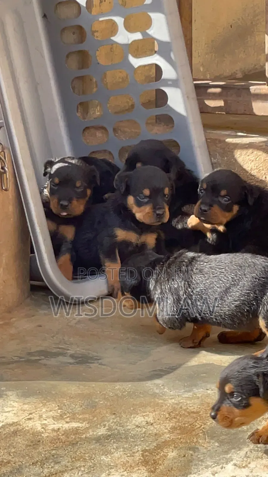 1-3 months Female Purebred Rottweiler
