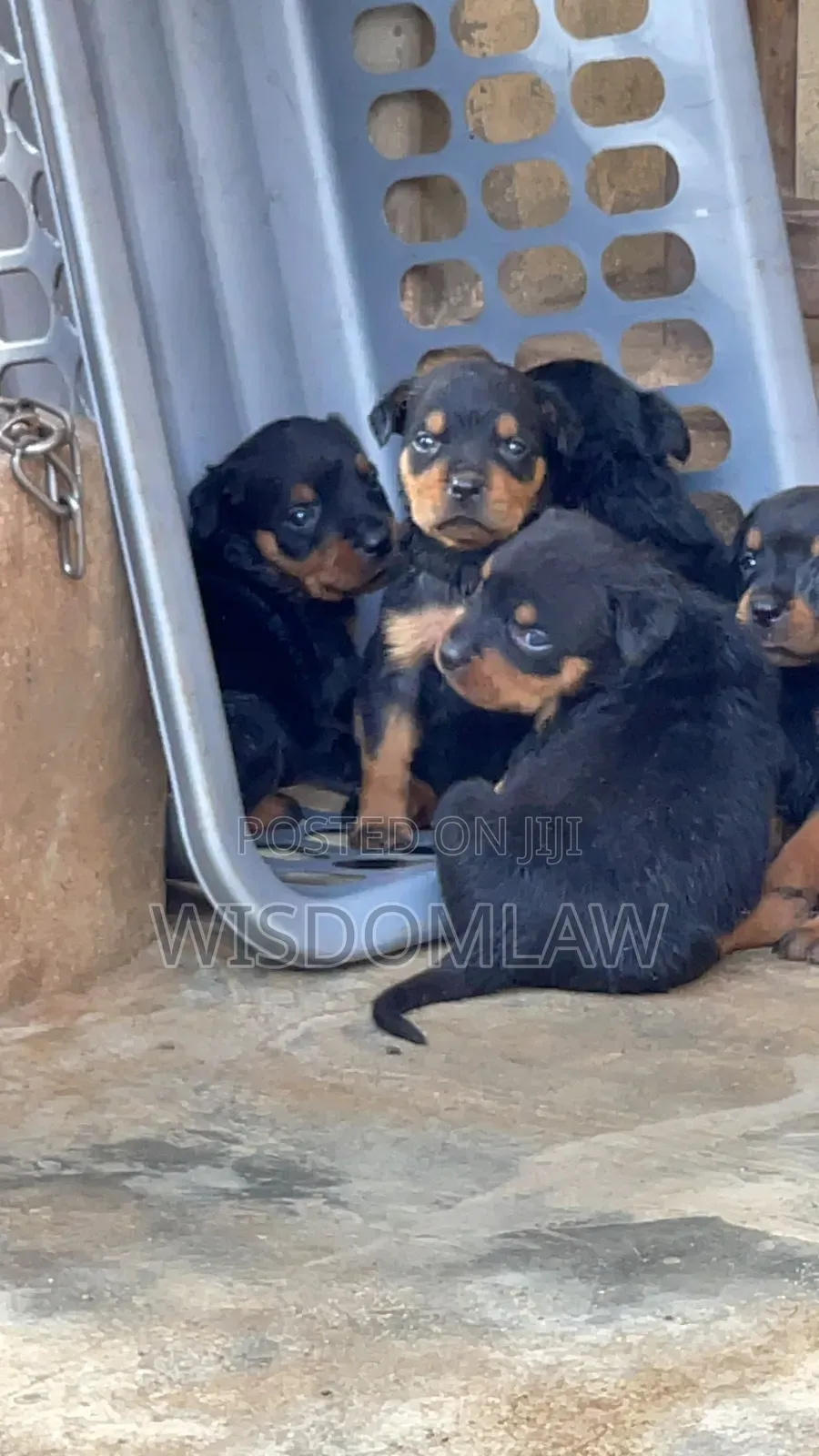 1-3 months Male Purebred Rottweiler