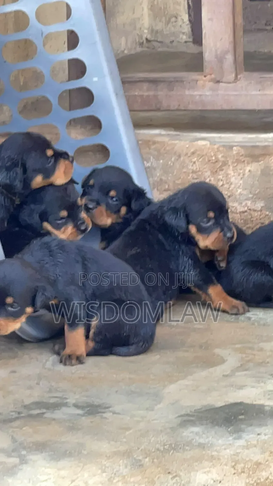 1-3 months Male Purebred Rottweiler