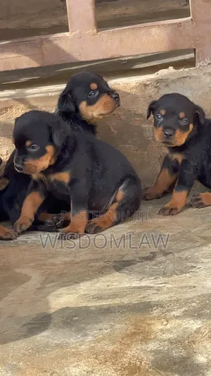 1-3 months Male Purebred Rottweiler