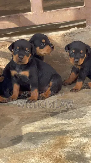 1-3 months Female Purebred Rottweiler