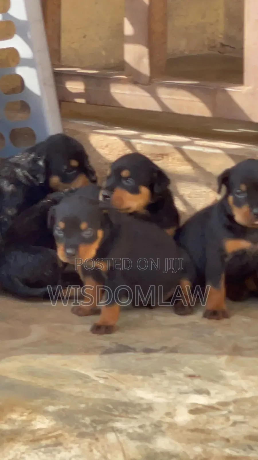 1-3 months Female Purebred Rottweiler