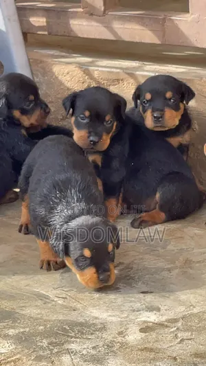 1-3 months Female Purebred Rottweiler