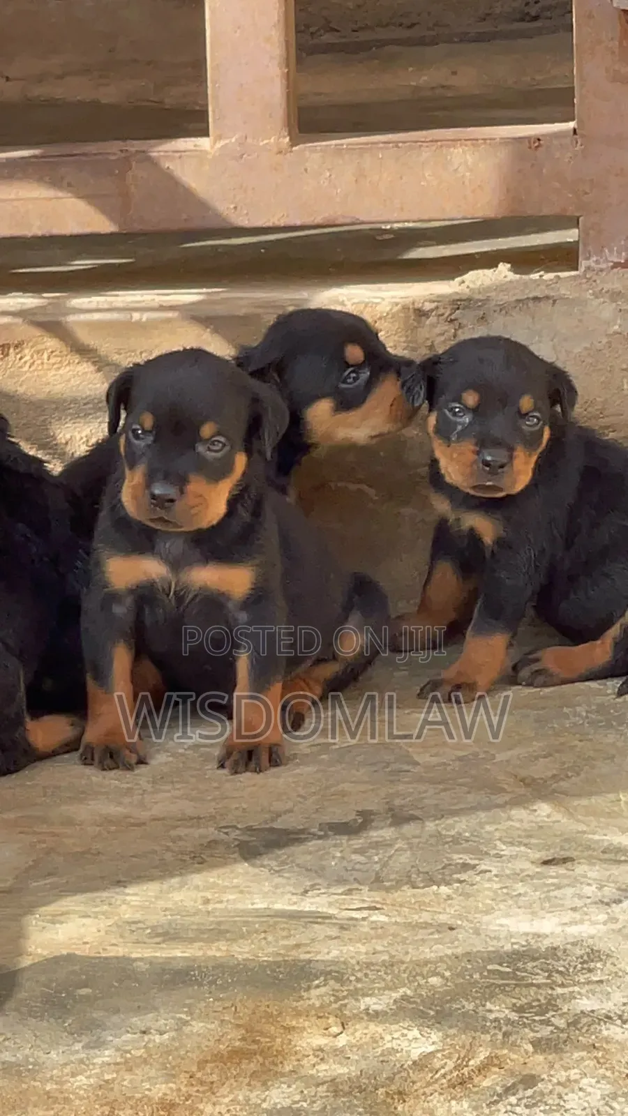 1-3 months Female Purebred Rottweiler