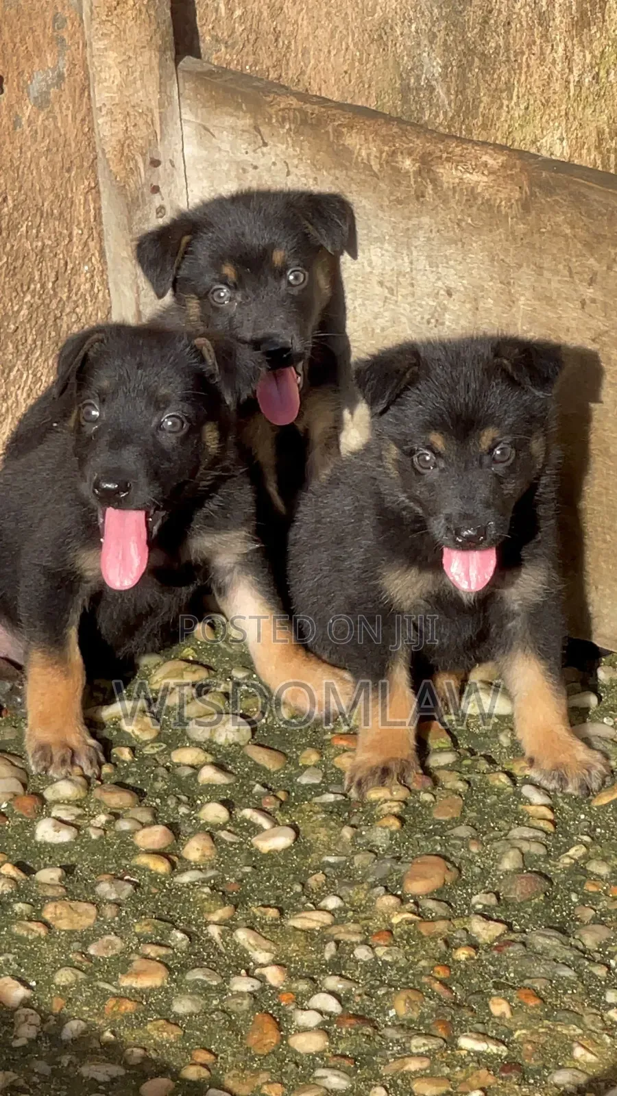 1-3 months Male Purebred German Shepherd