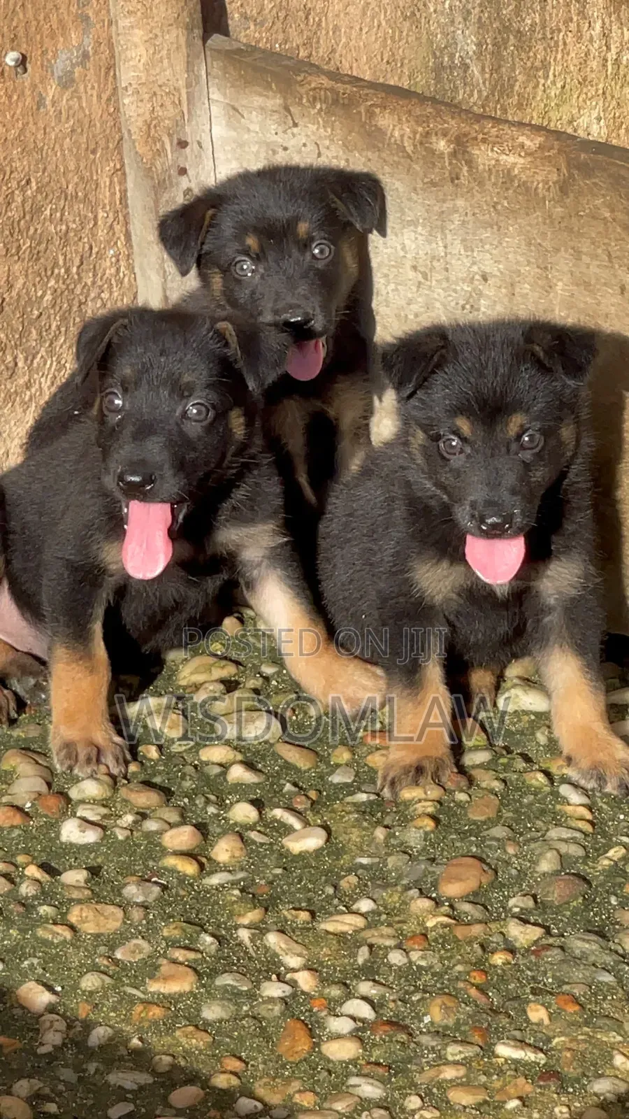 1-3 months Male Purebred German Shepherd