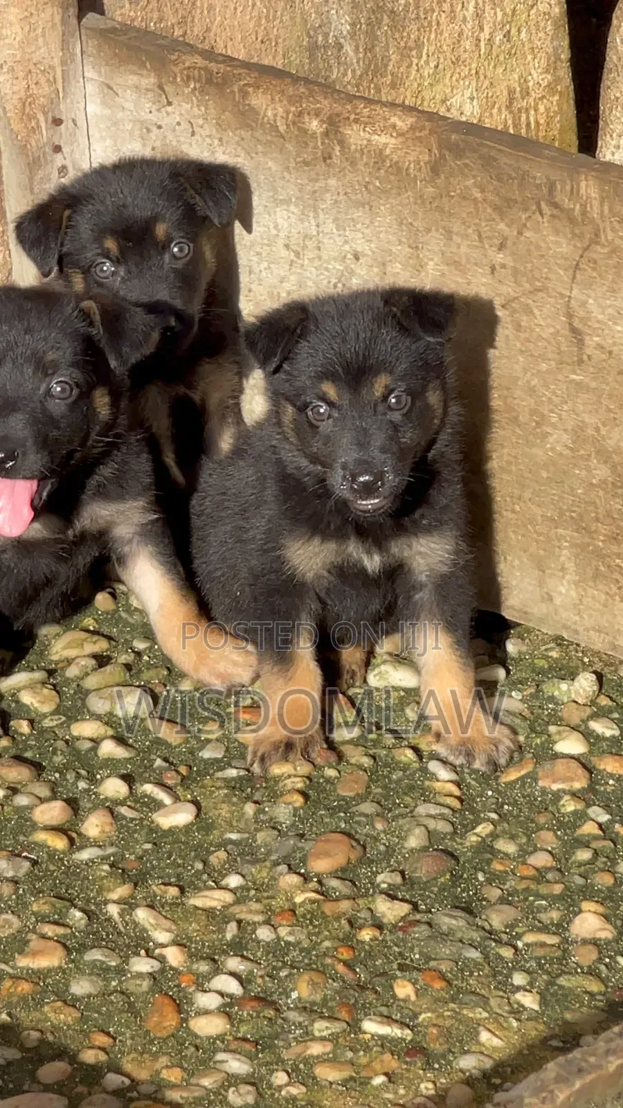 1-3 months Female Purebred German Shepherd