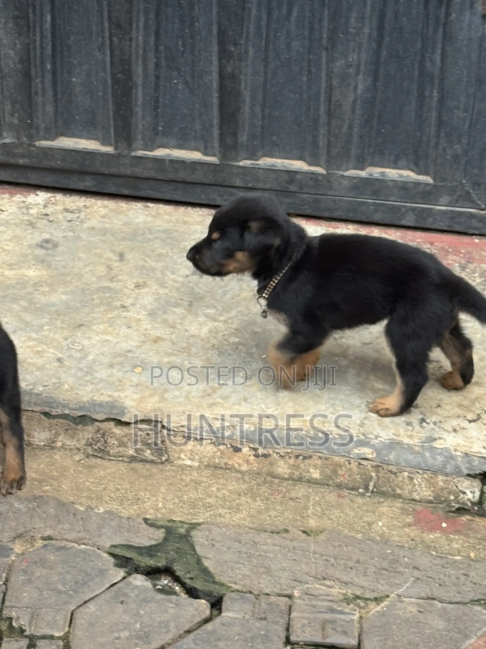 0-1 month Male Mixed Breed German Shepherd