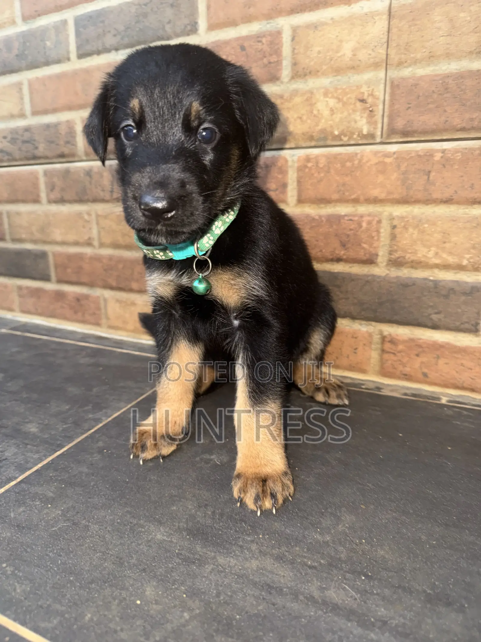 0-1 month Male Mixed Breed German Shepherd
