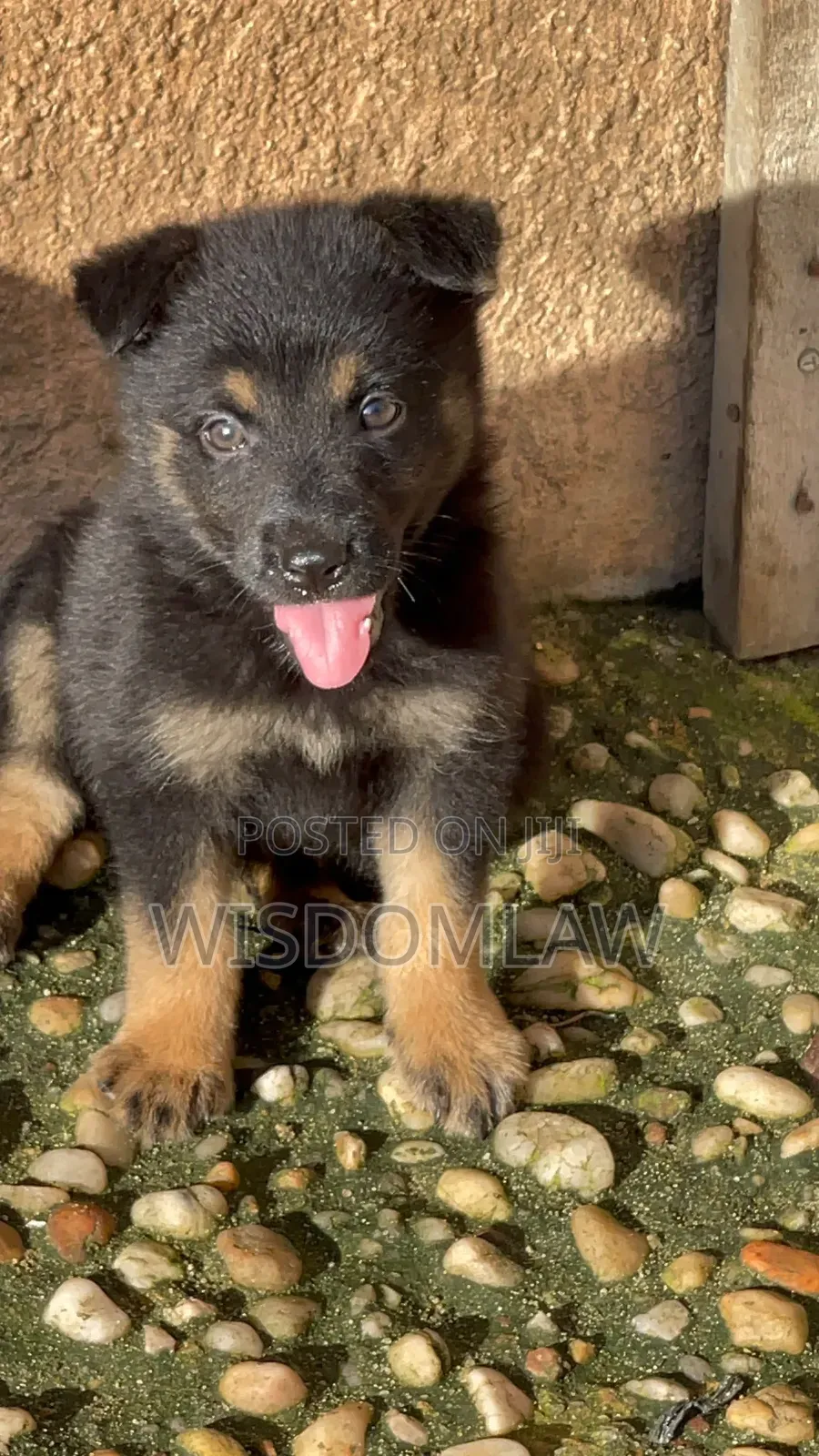 1-3 months Female Purebred German Shepherd