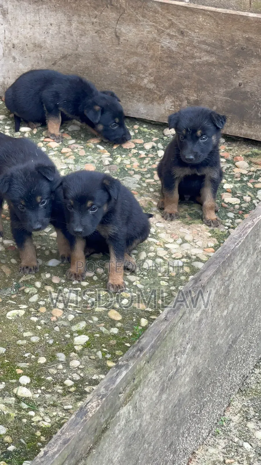 1-3 months Male Purebred German Shepherd