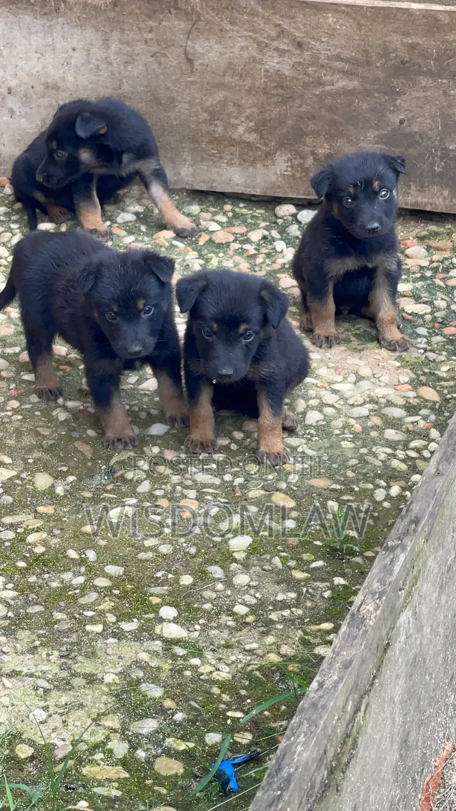 1-3 months Female Purebred German Shepherd