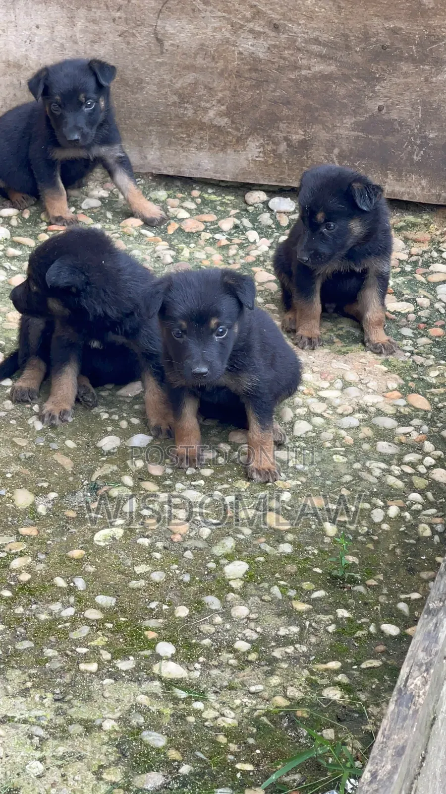 1-3 months Male Purebred German Shepherd