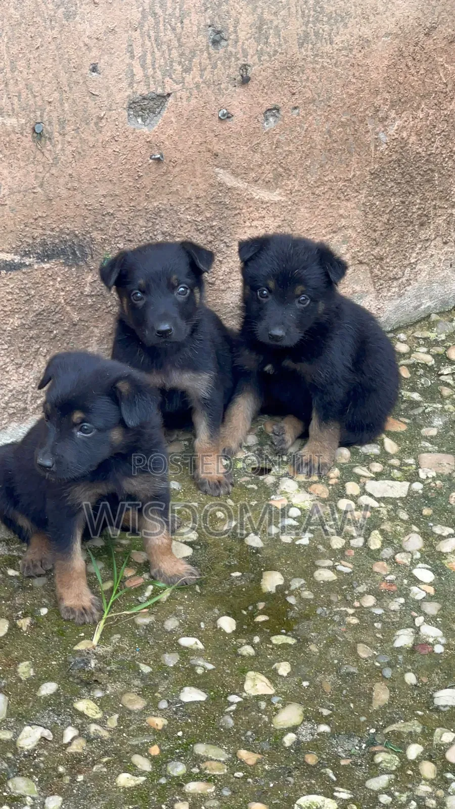 1-3 months Female Purebred German Shepherd