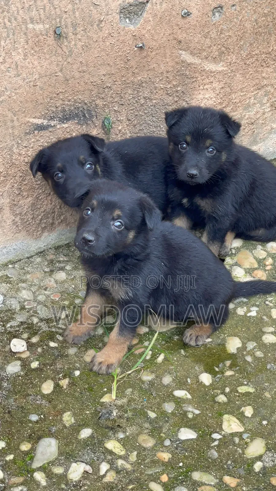 1-3 months Female Purebred German Shepherd