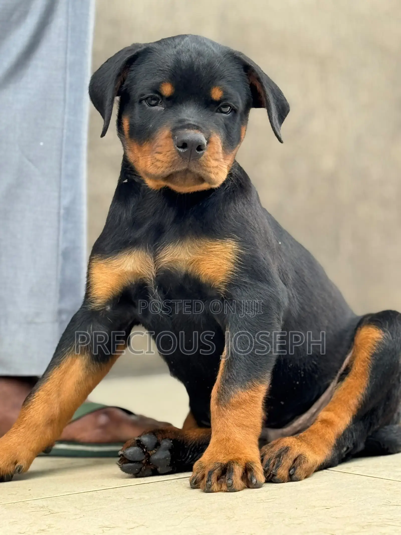 1-3 months Male Purebred Rottweiler
