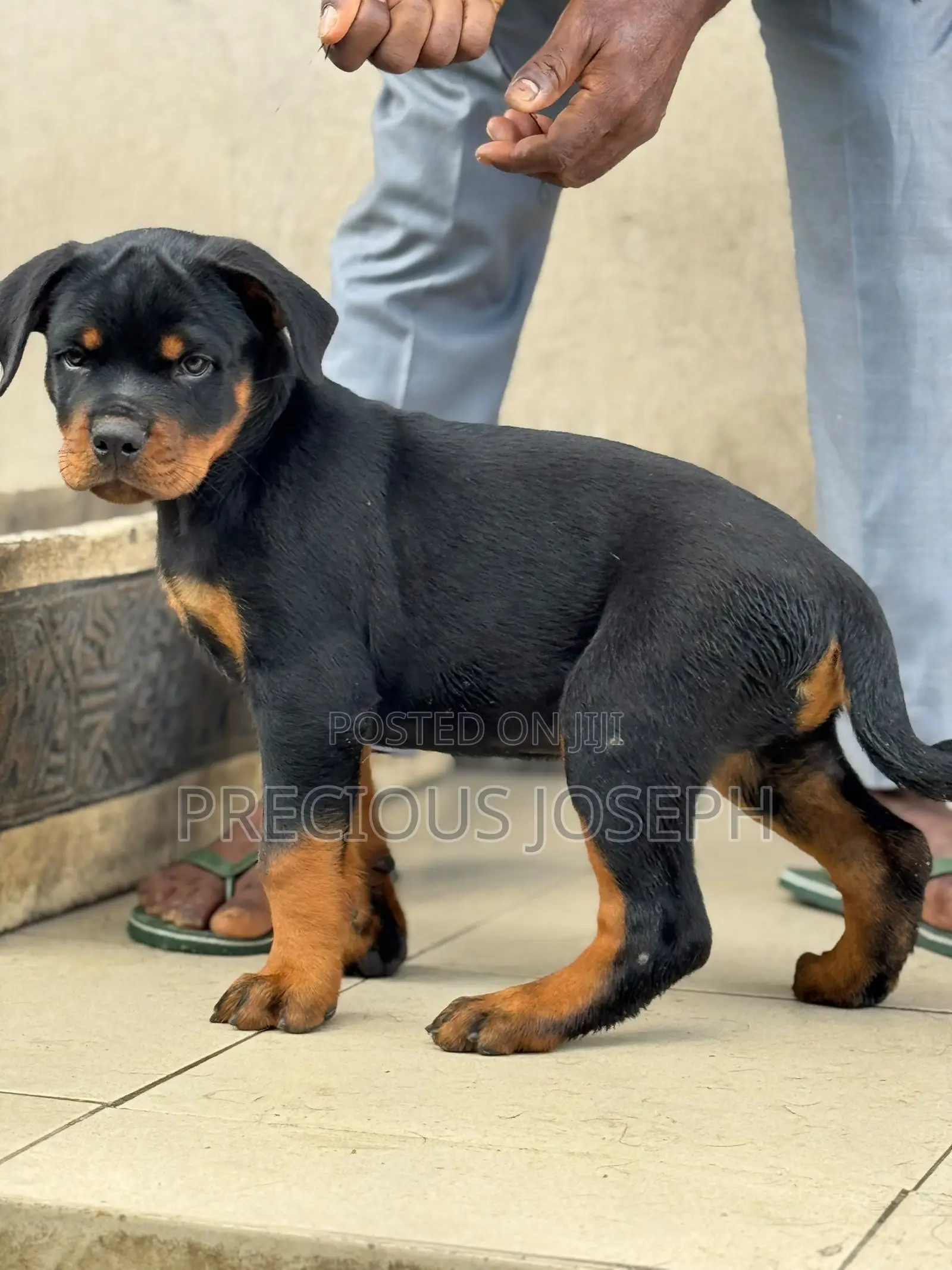 1-3 months Male Purebred Rottweiler